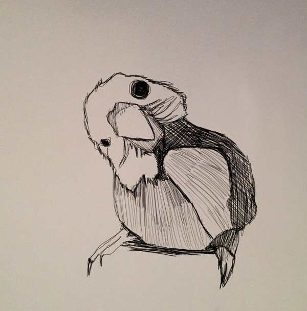 coo